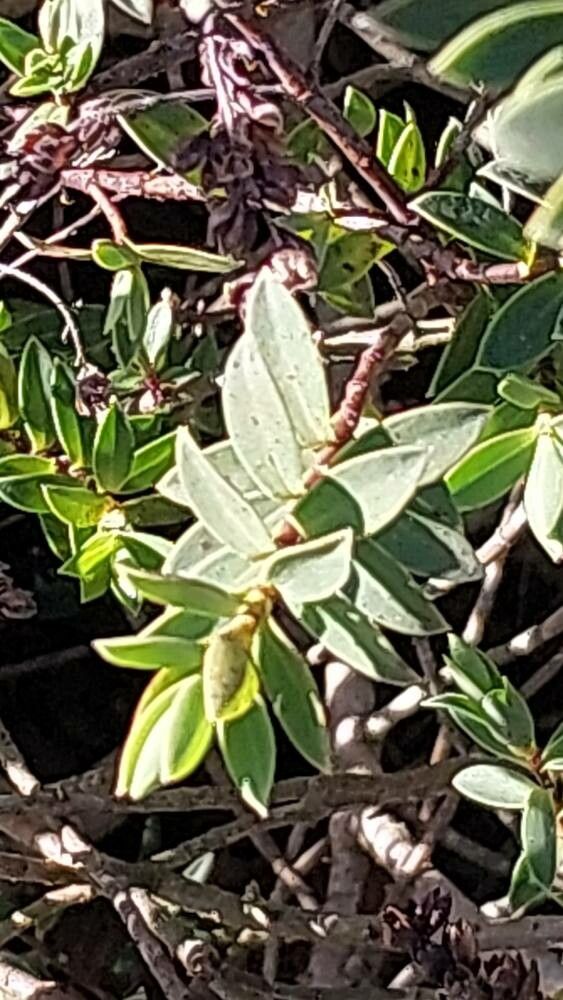 Veronica traversii leaf
