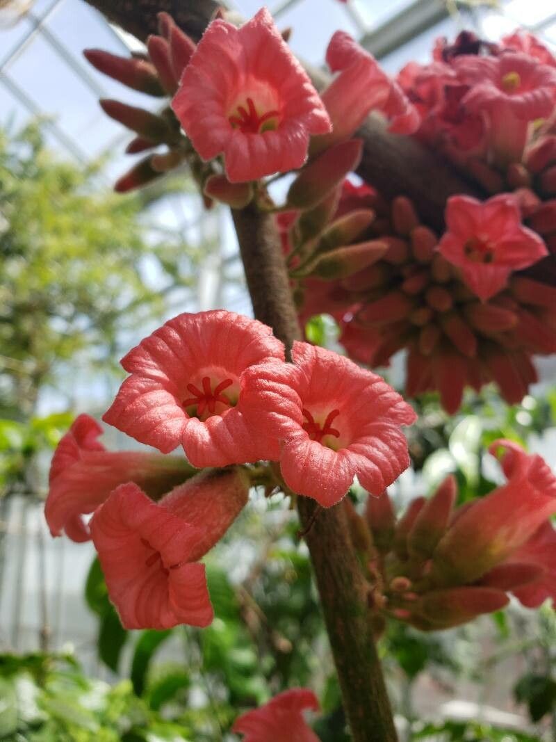 Brachychiton acerifolius flower