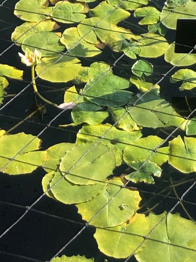 Nymphaea gracilis — search result for 'Nymphaea'