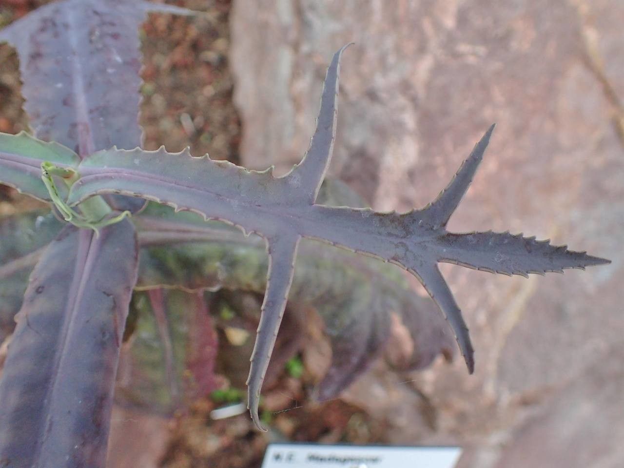 Kalanchoe maromokotrensis leaf
