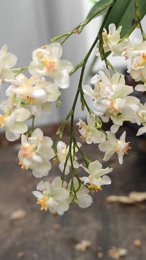 Oncidium spp. flower