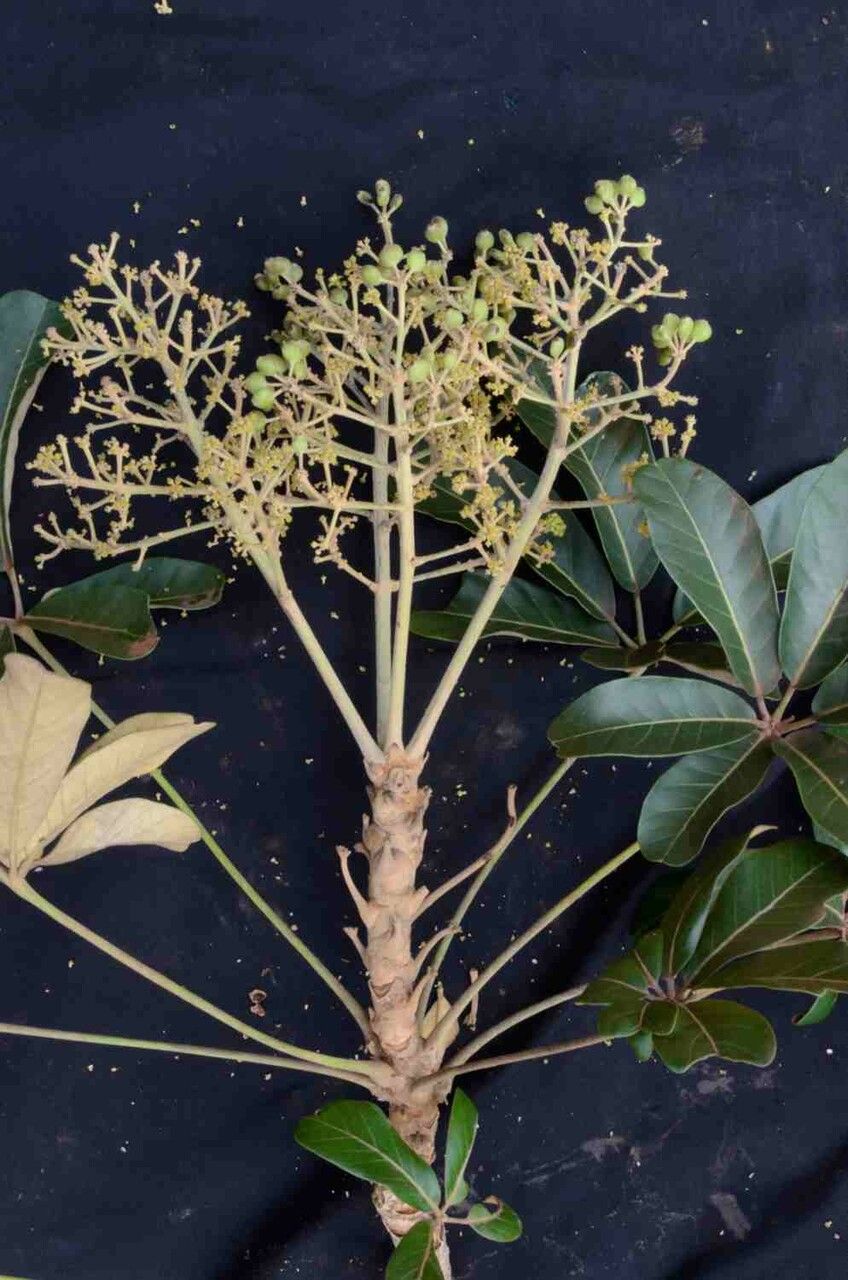 Schefflera macrocarpa fruit