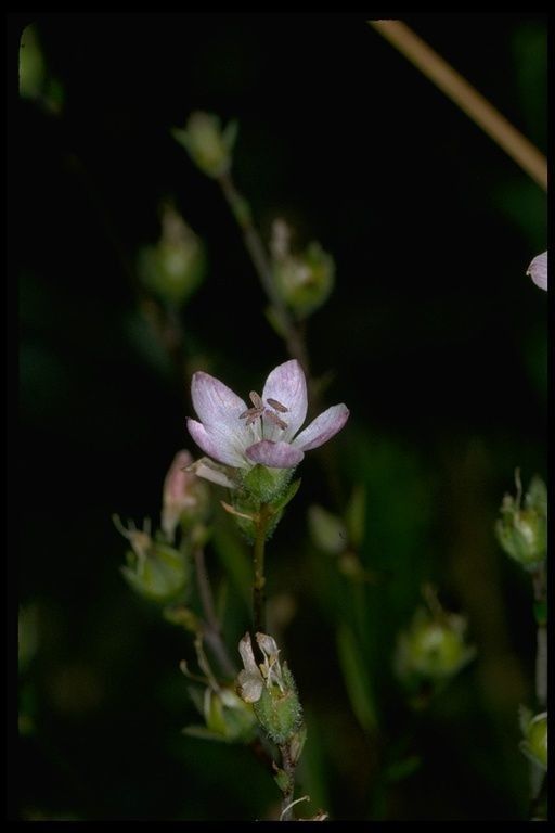Linum congestum flower