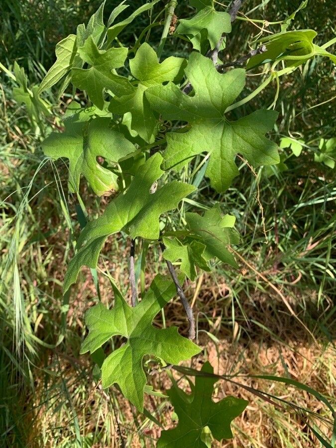 Marah macrocarpa leaf
