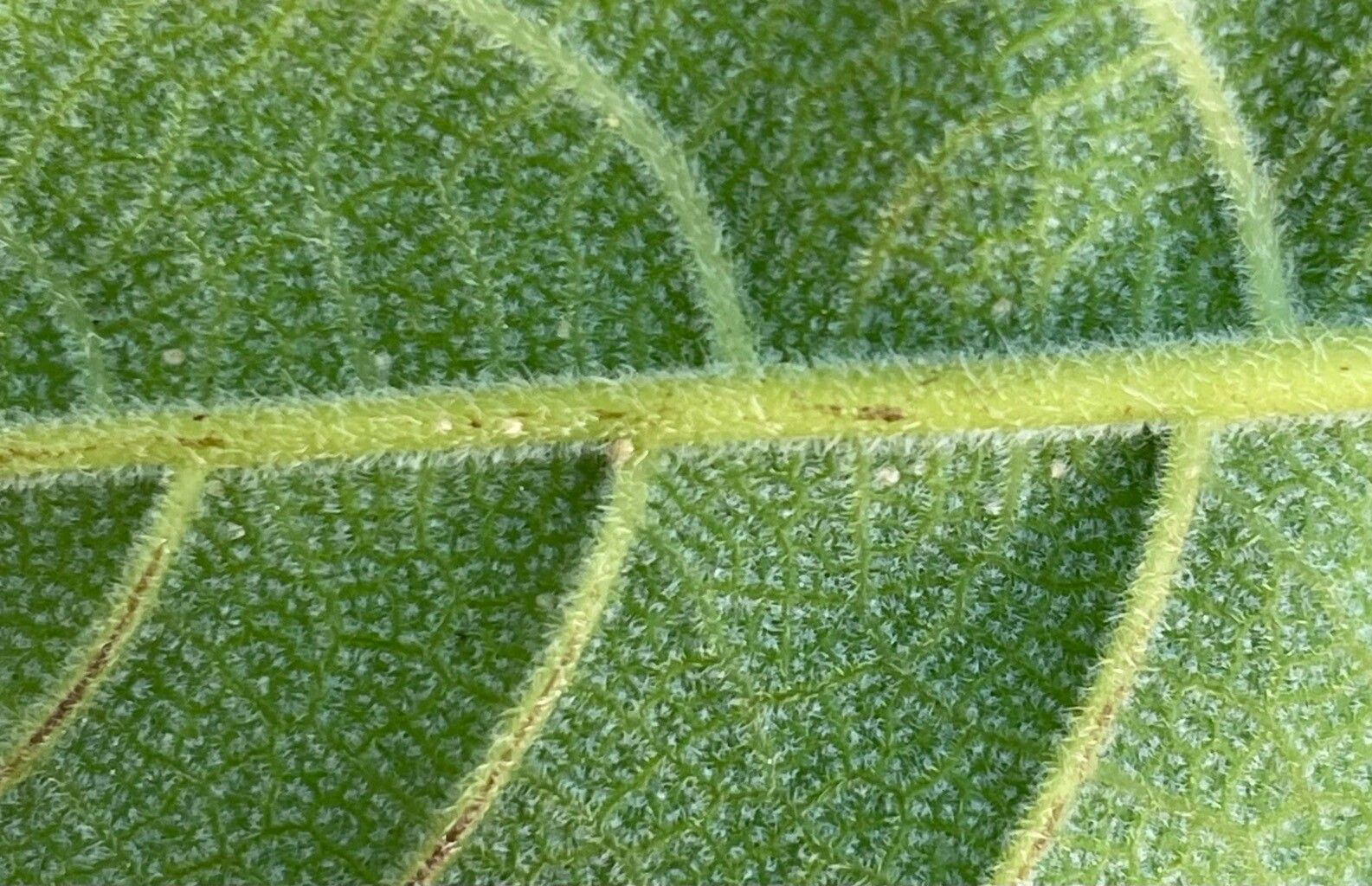 Heliotropium astrotrichum leaf