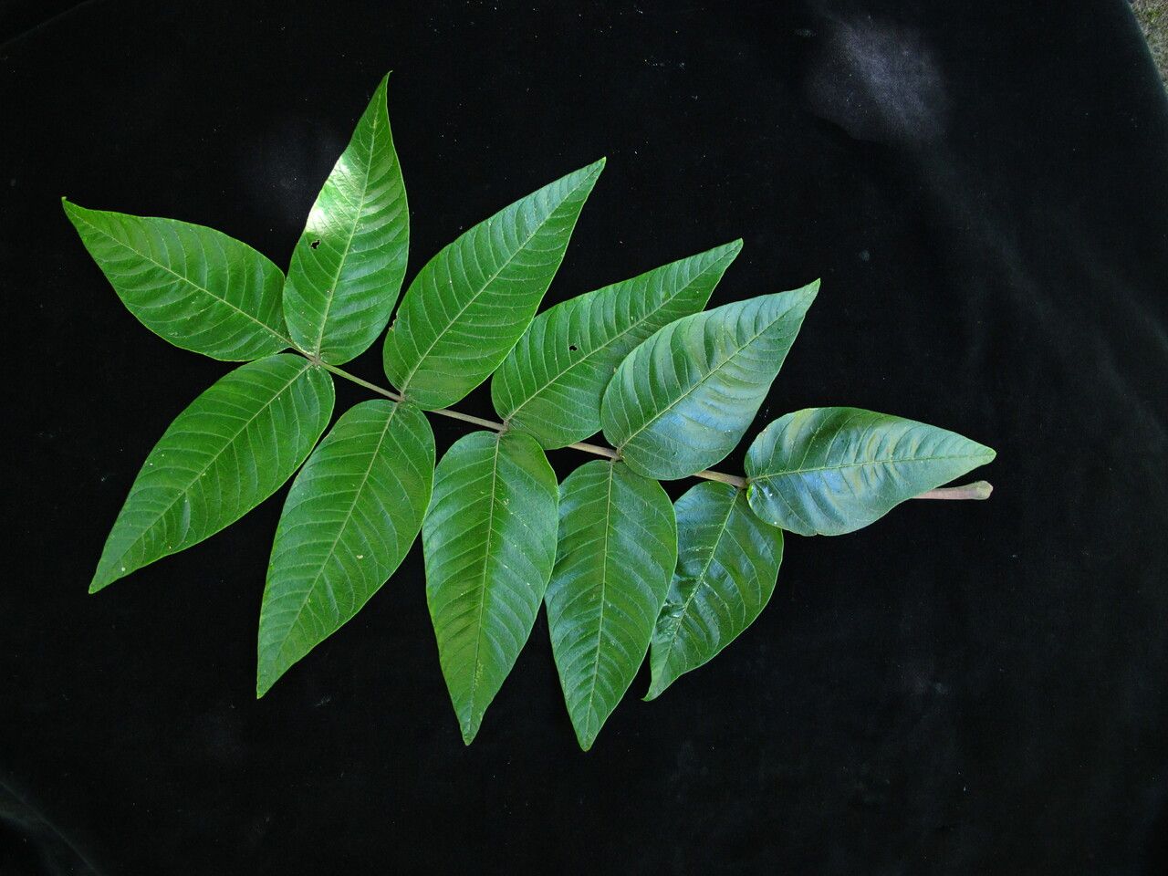 Rhus punjabensis habit