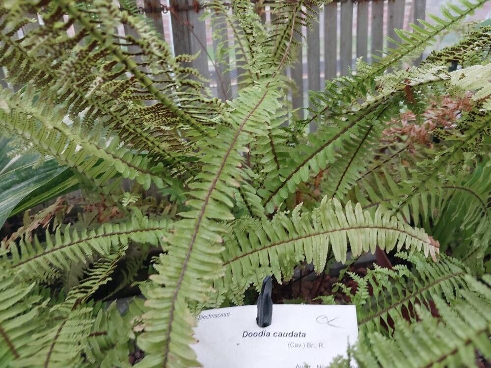 Doodia caudata — search result for 'Azores'