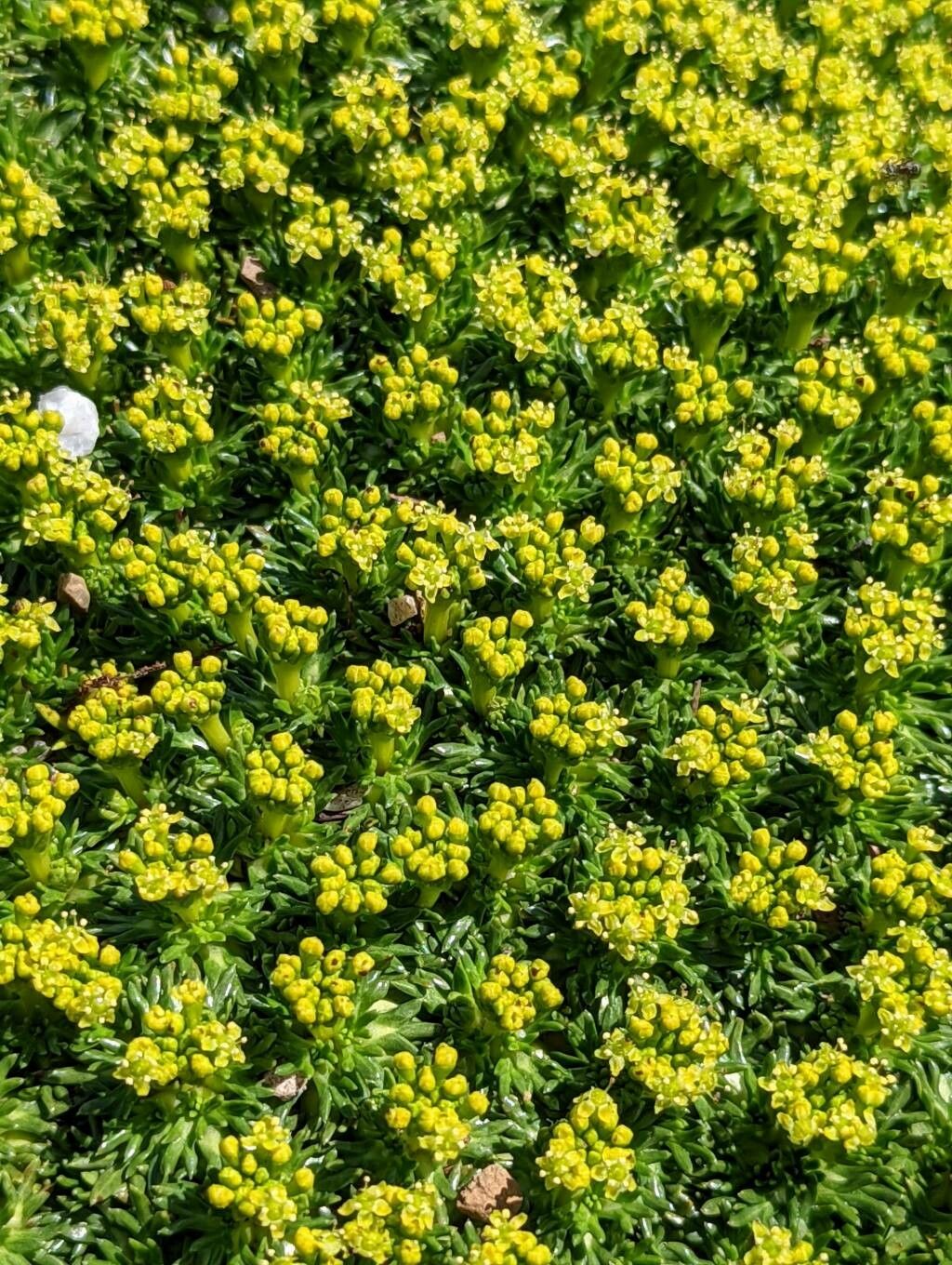 Azorella trifurcata flower