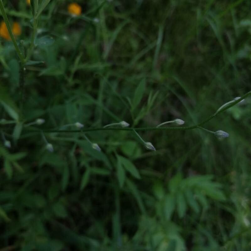 Myosotis decumbens fruit