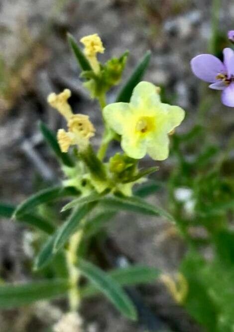 Lithospermum cobrense — houseplant care guide