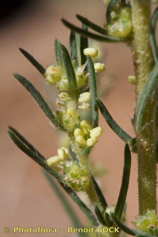 Bassia laniflora flower