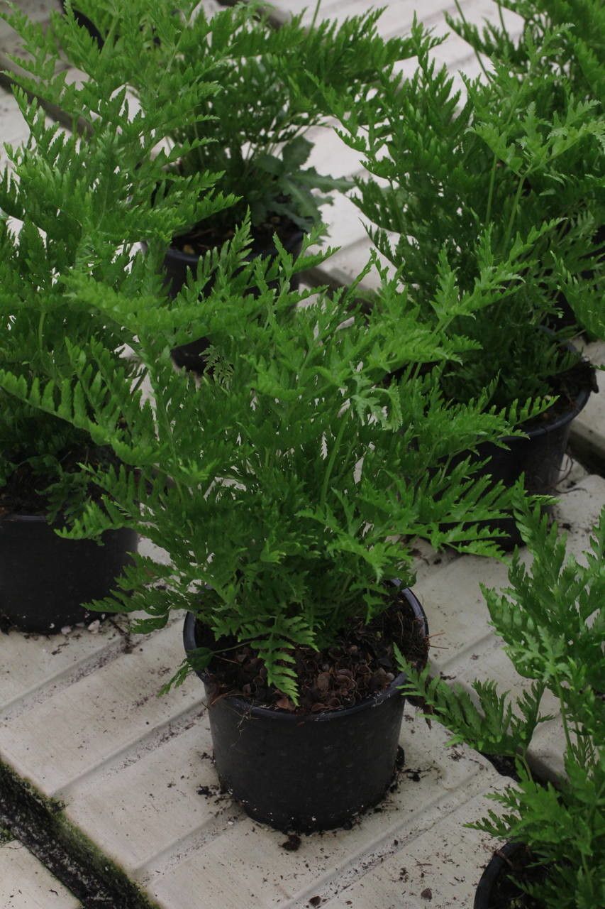 Pteris dentata habit