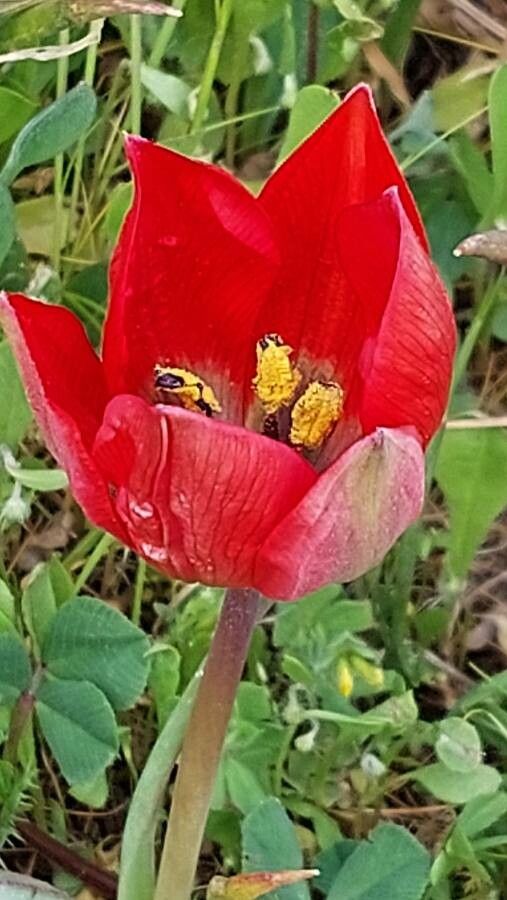 Tulipa orphanidea flower