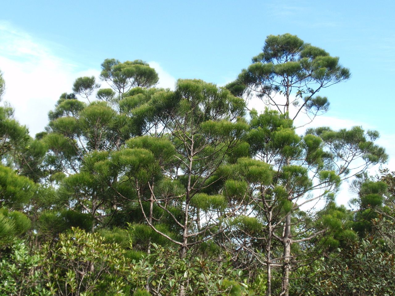 Gymnostoma deplancheanum — related species from the same genus