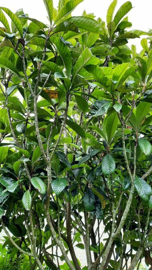 Gardenia oudiepe leaf