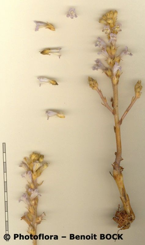 Orobanche gratiosa other