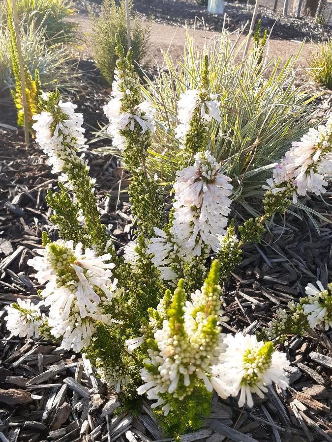 Erica colorans — search result for 'Erica'