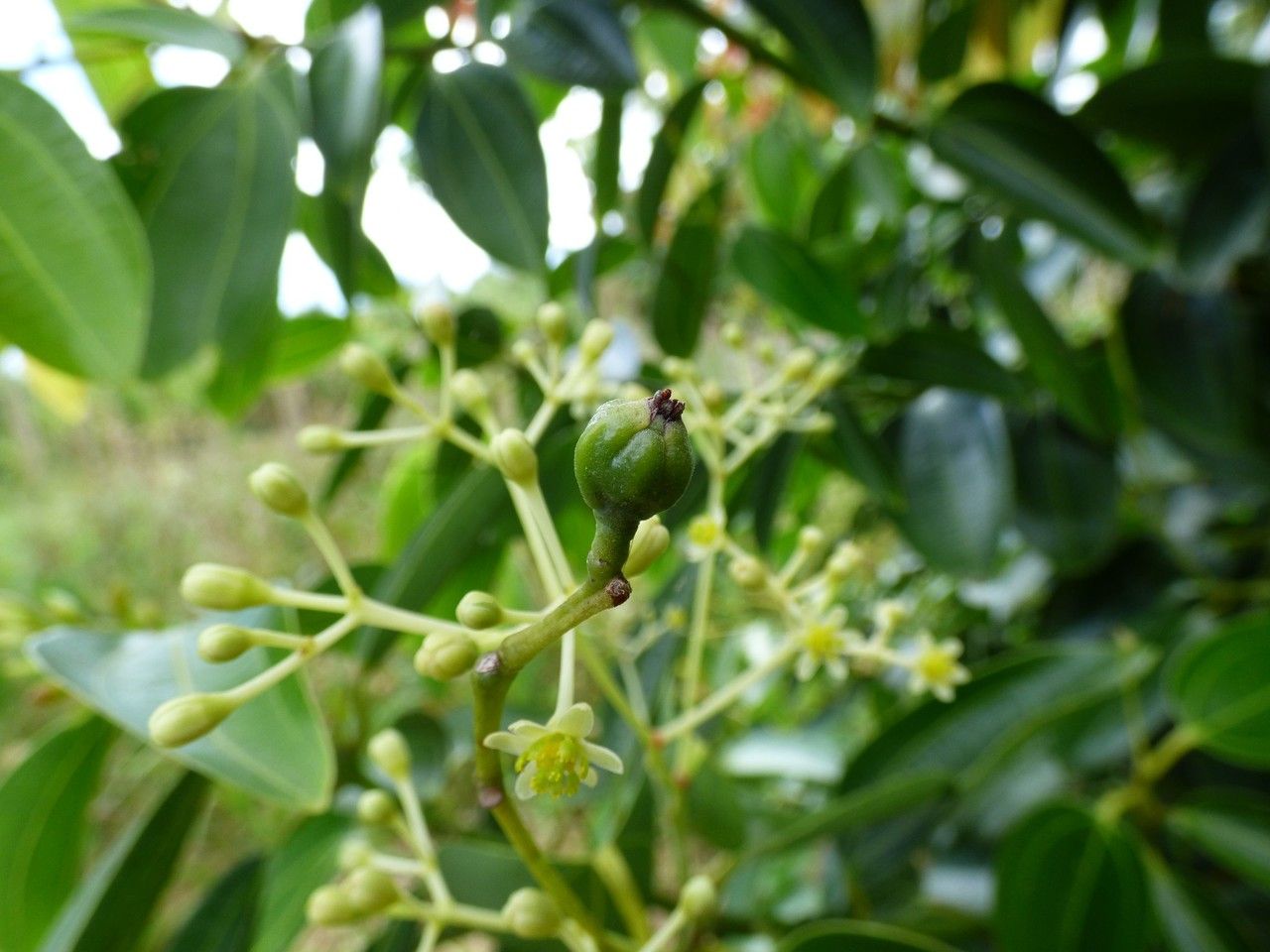 Cinnamomum verum fruit