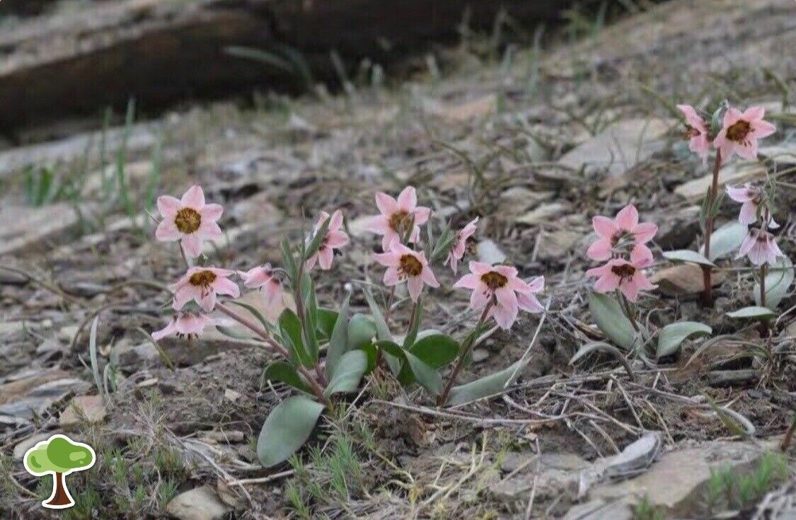 Fritillaria rugillosa — houseplant care guide