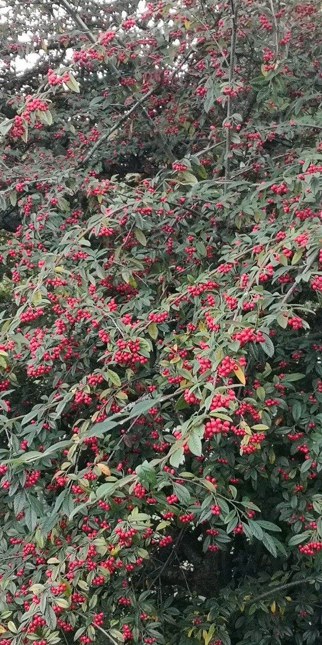 Cotoneaster glabratus habit