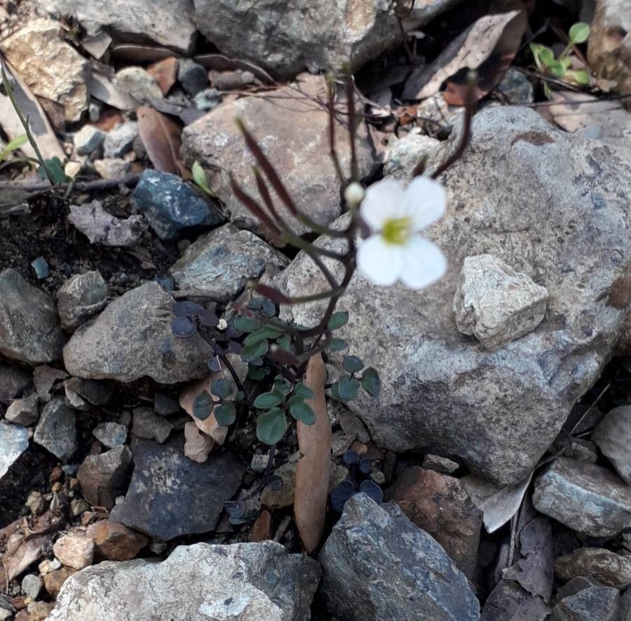 Cardamine plumieri flower