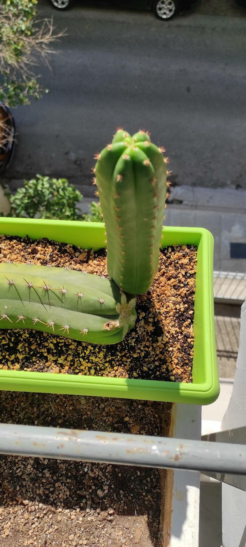 Echinopsis peruviana bark