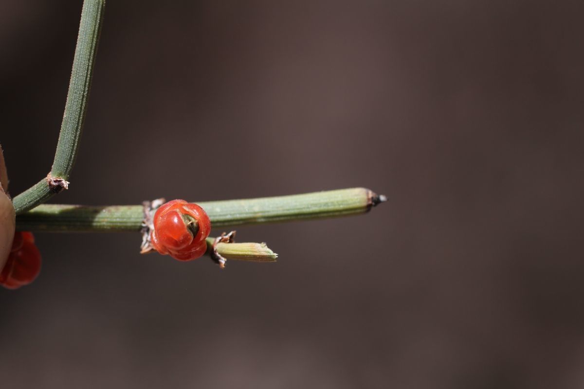 Ephedra breana fruit