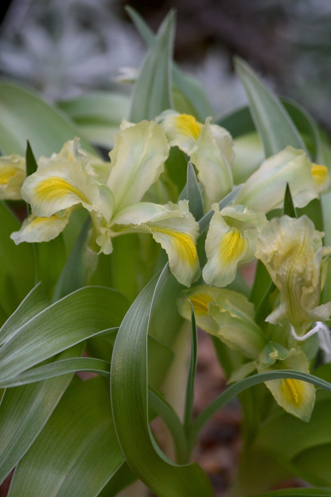 Iris regis-uzziae flower