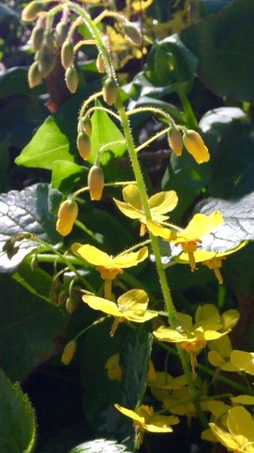 Caesalpinia bonduc flower