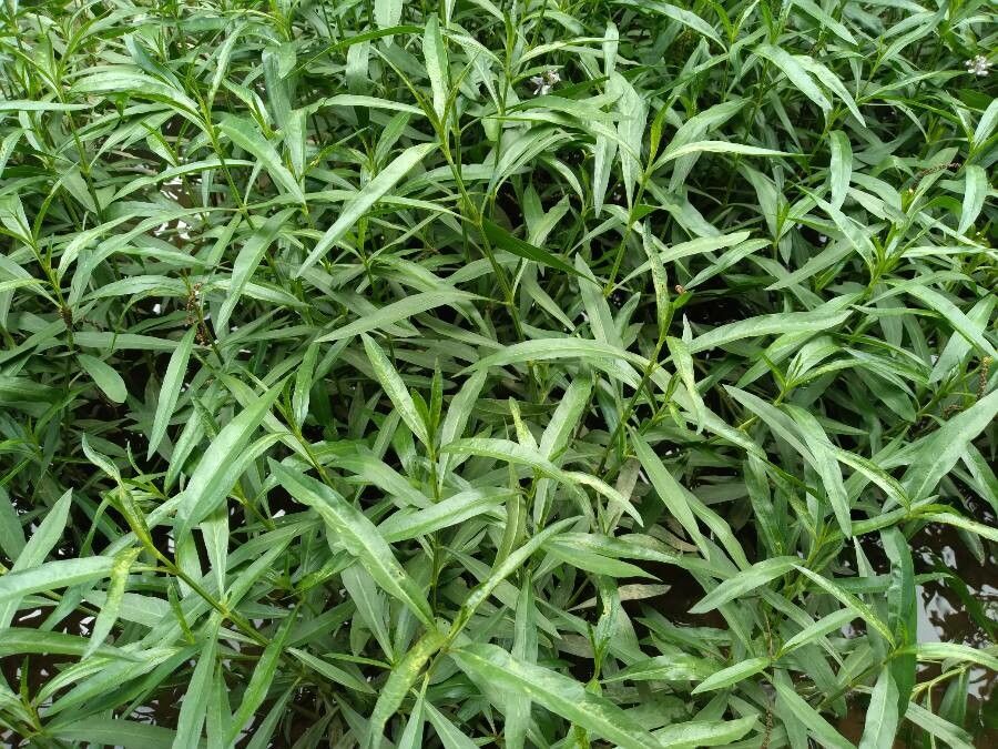 Justicia americana leaf