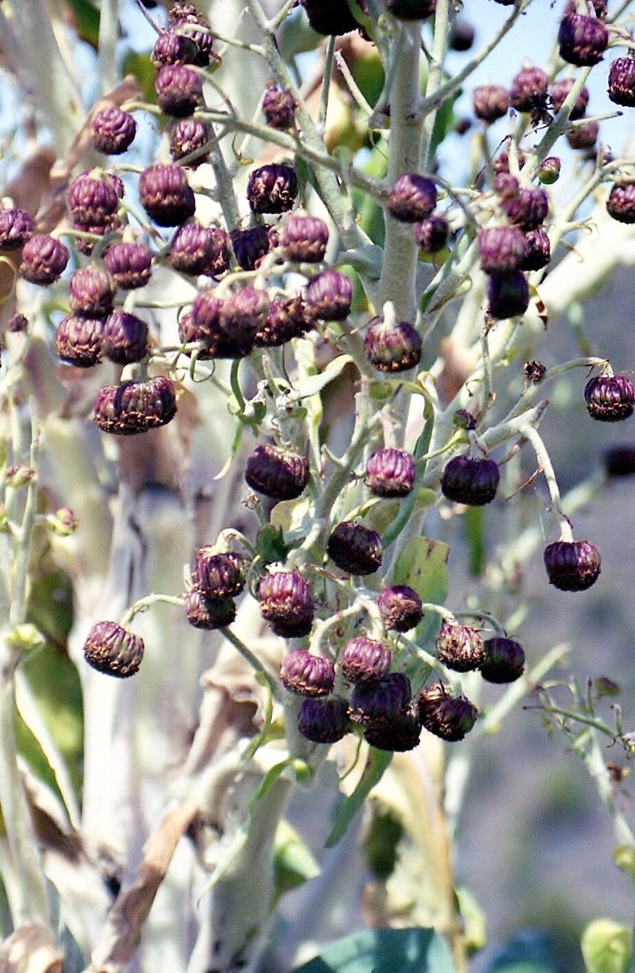 Dendrosenecio kilimanjari — related species from the same genus