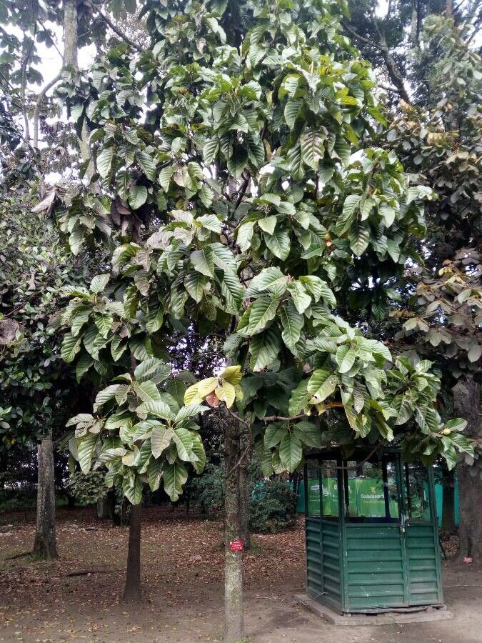 Magnolia hernandezii habit