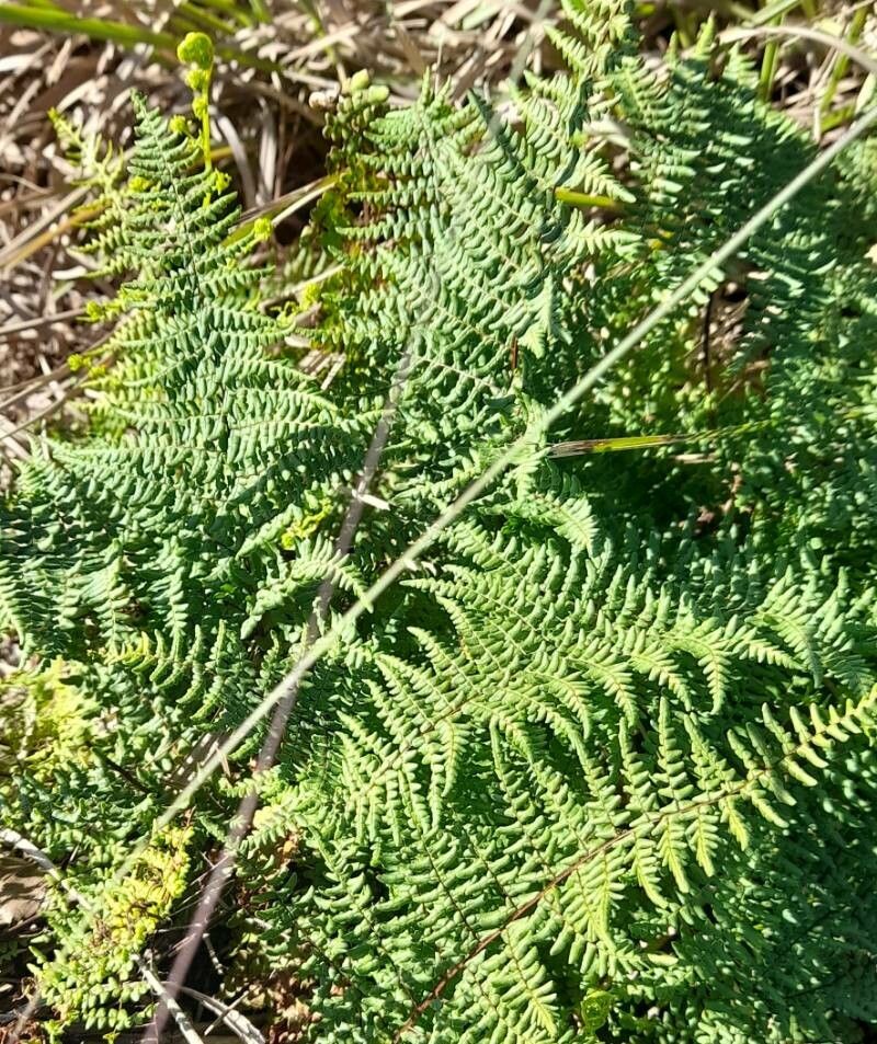 Hemionitis chlorophylla habit