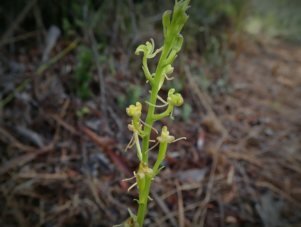 Liparis disepala flower
