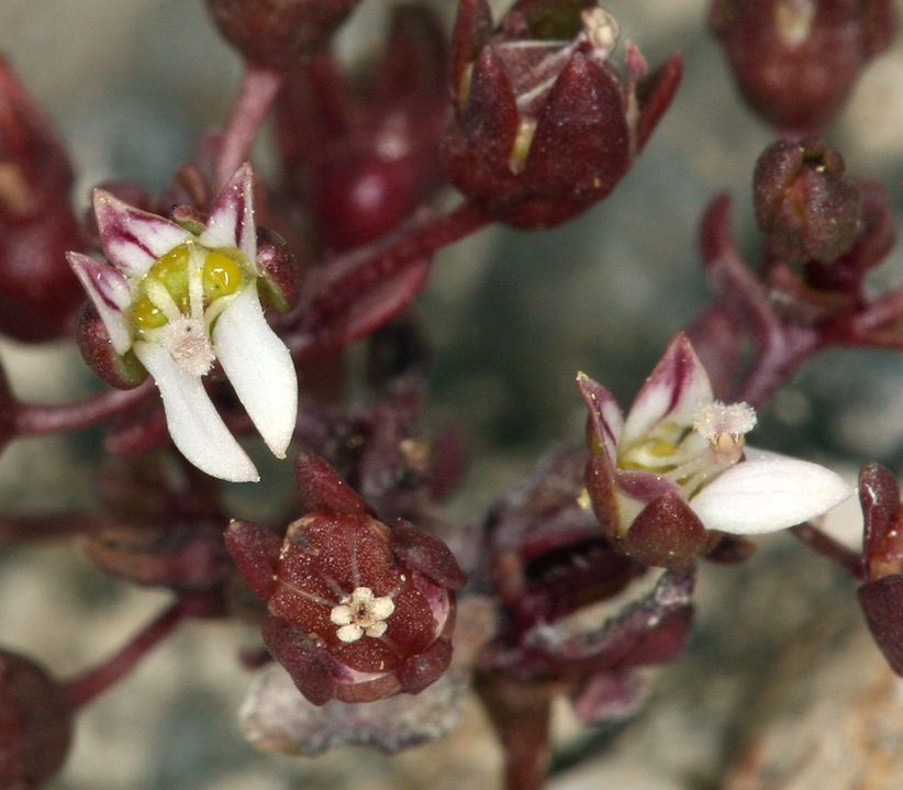 Nemacladus rigidus — related species from the same genus