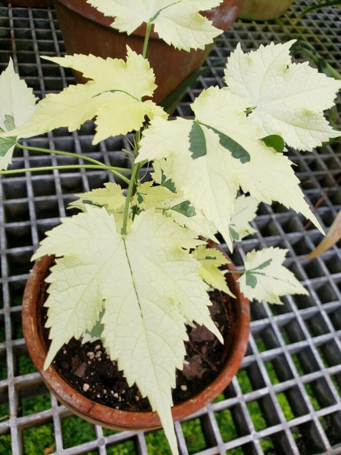 Abutilon spp. — search result for 'Abutilon'