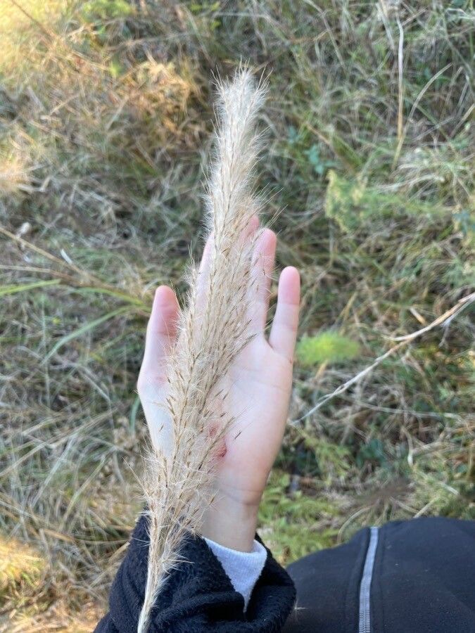 Saccharum alopecuroides — related species from the same genus