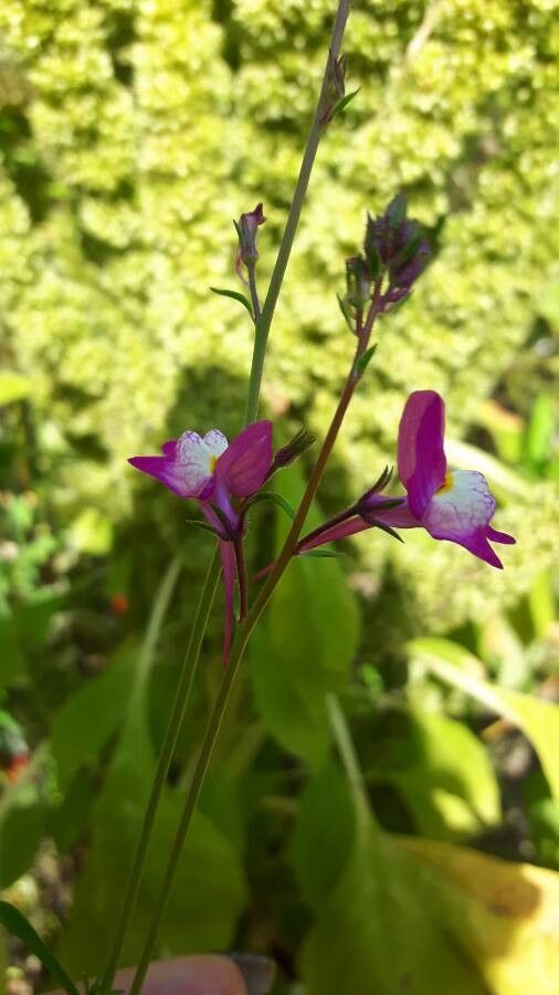 Linaria maroccana flower