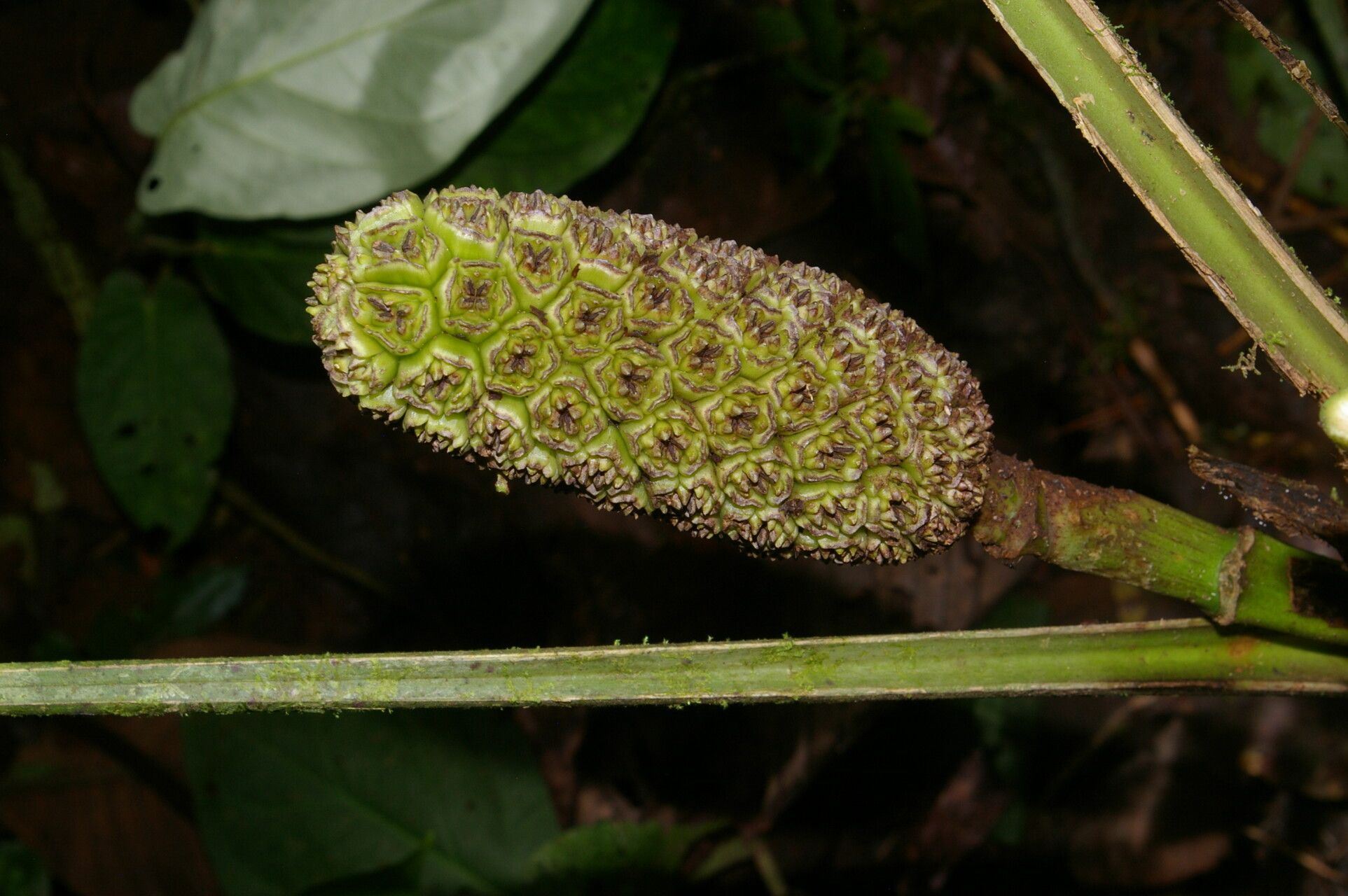 Asplundia euryspatha fruit