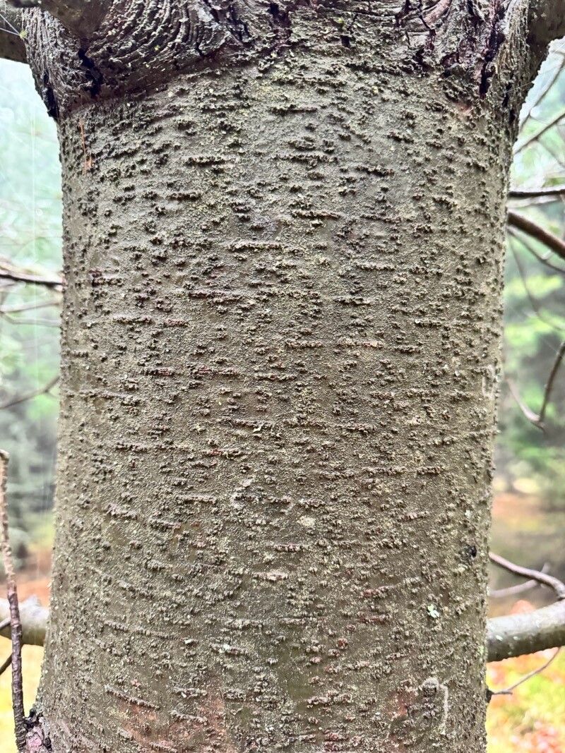 Pinus monticola bark