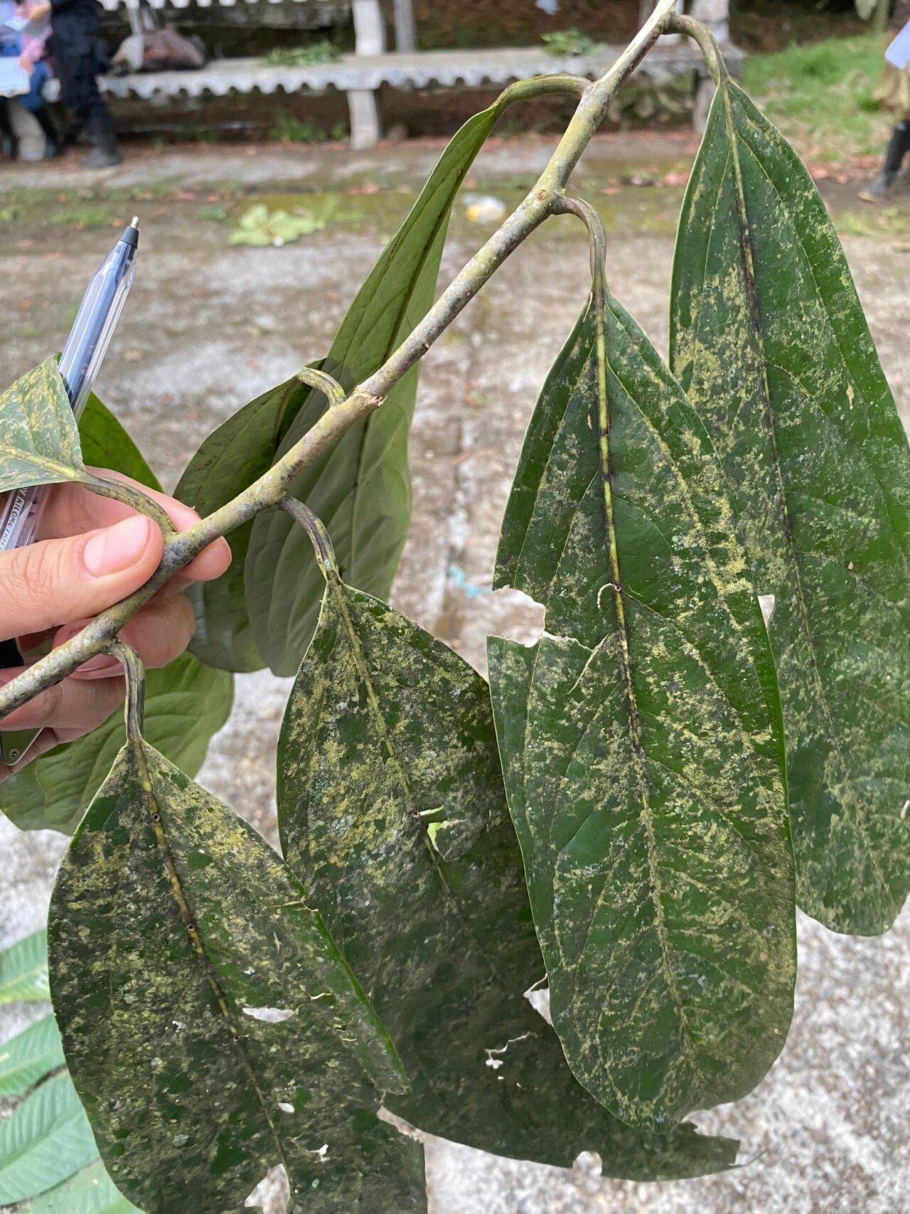 Ocotea aciphylla — related species from the same genus