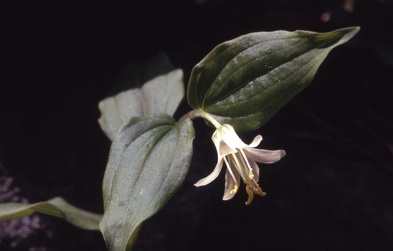 Prosartes trachycarpa flower
