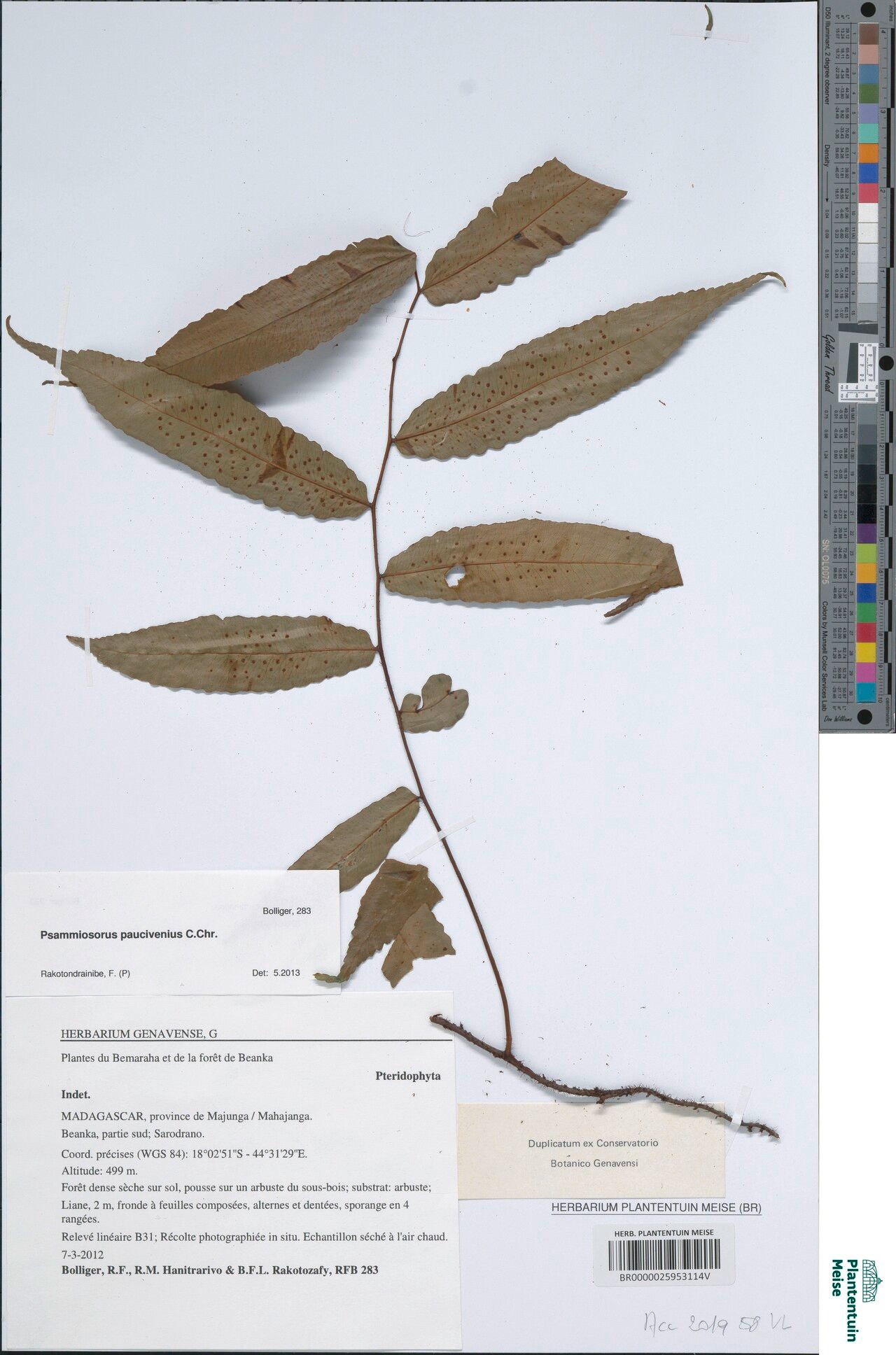 Arthropteris paucivenia — houseplant care guide