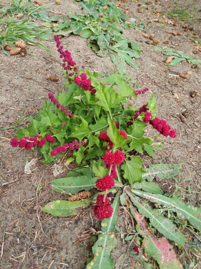Chenopodium capitatum flower