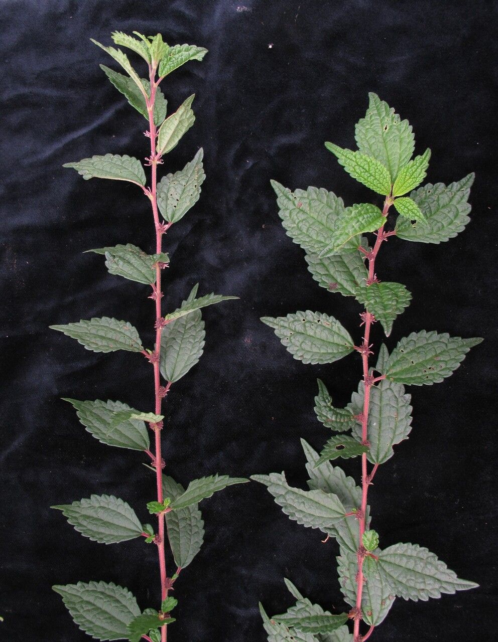 Boehmeria clidemioides habit