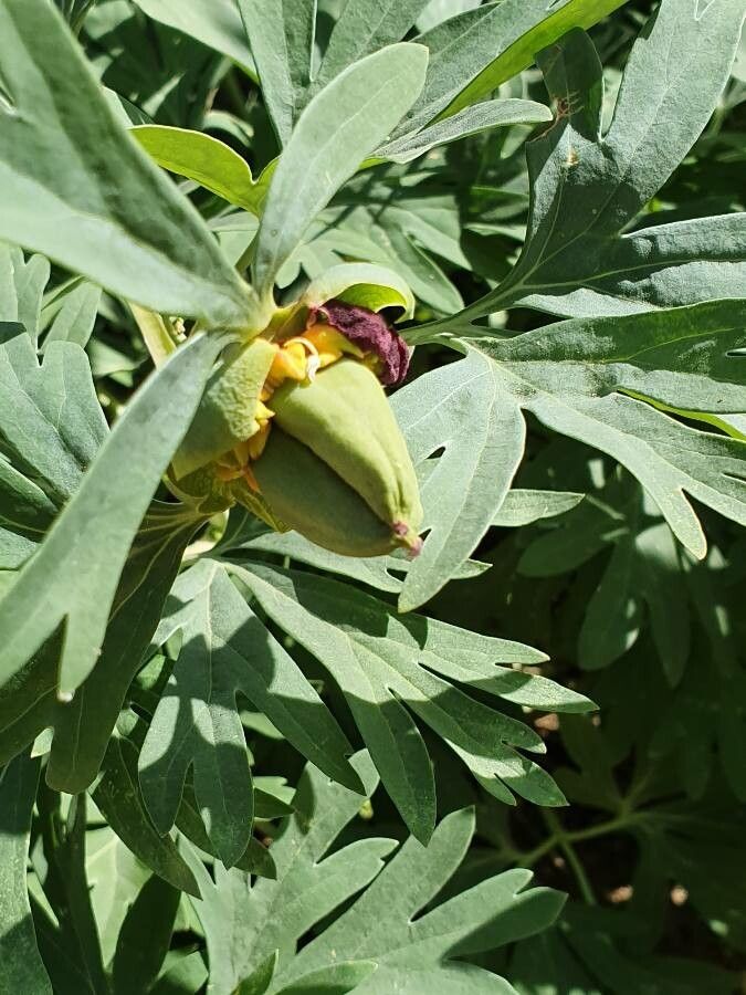 Paeonia californica fruit
