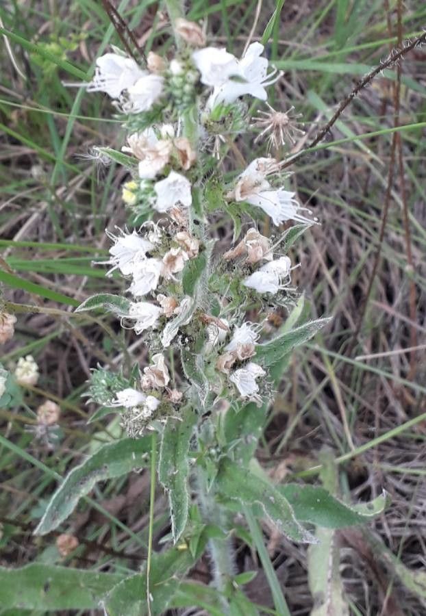 Echium italicum flower