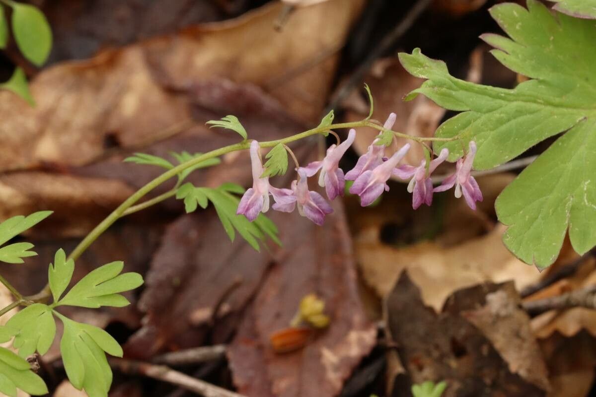 Corydalis capillipes — houseplant care guide