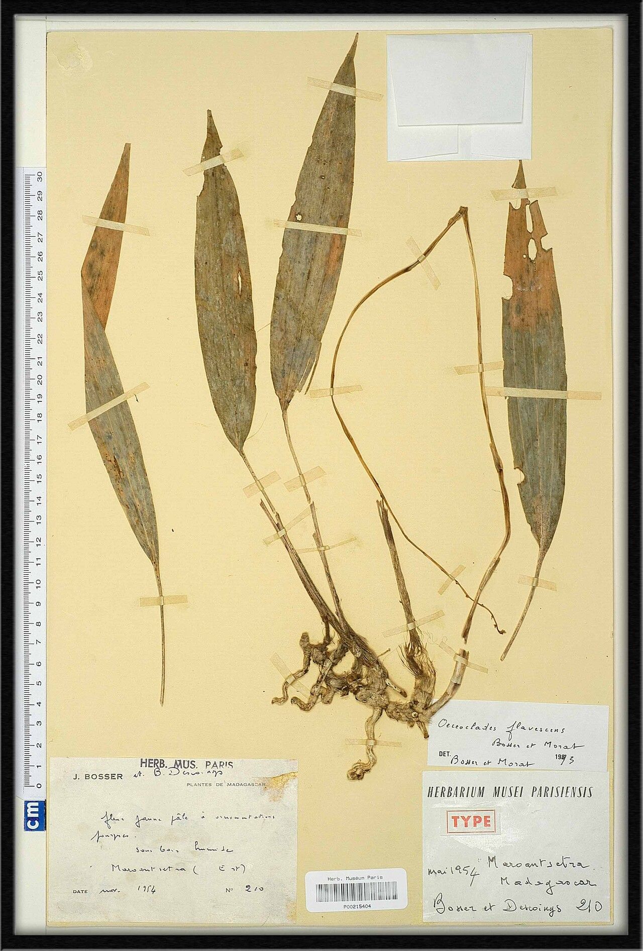 Eulophia flavescens — houseplant care guide