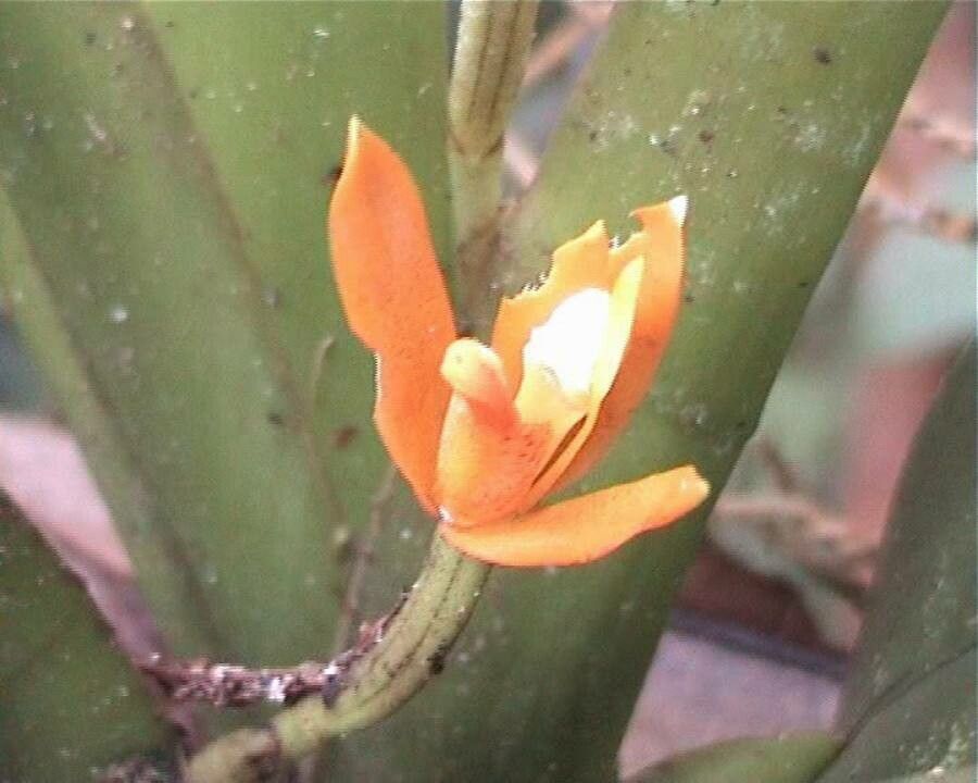 Maxillaria discolor — houseplant care guide